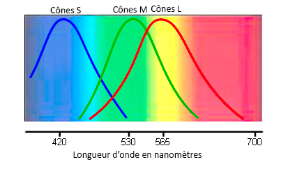 Spectres excitant les 3 types de cônes dans nos yeux