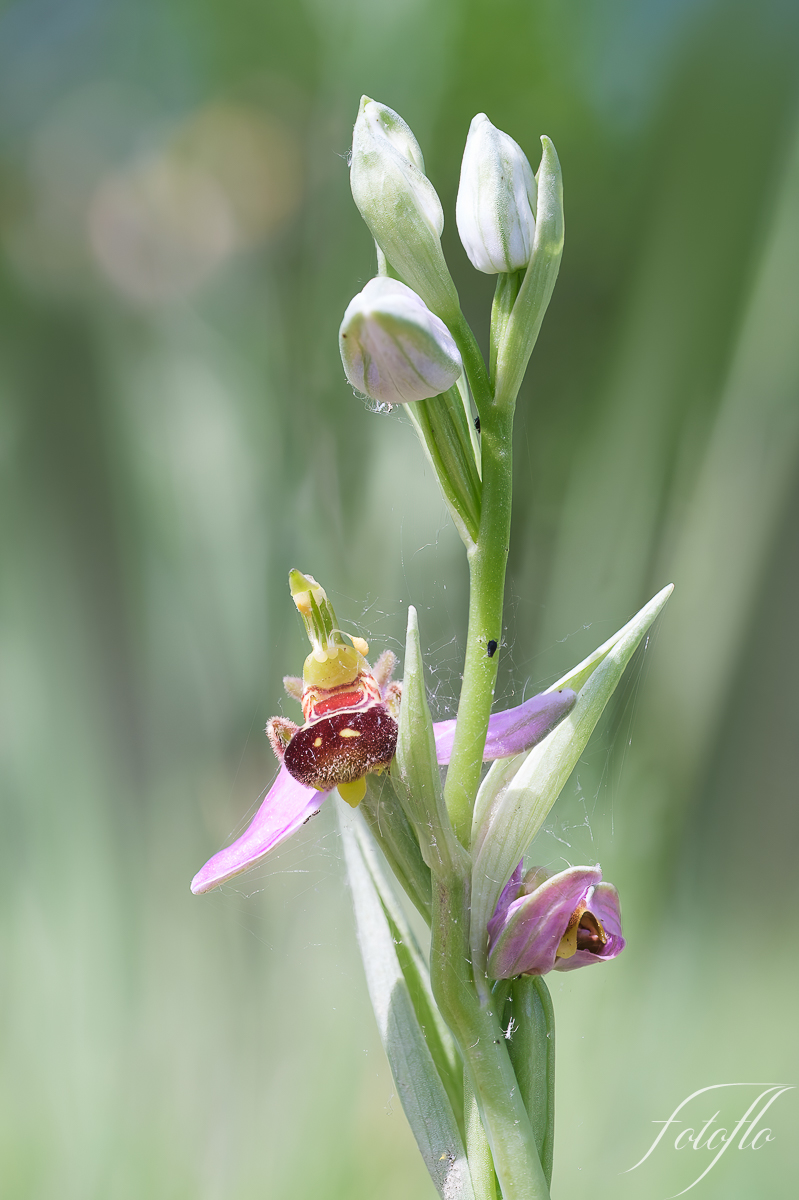 Ophrys abeille