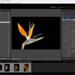 Démarrer du bon pied avec Lightroom Classic : comprendre le catalogue
